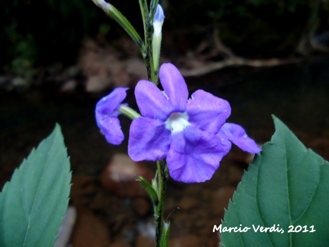 Bouchea fluminensis