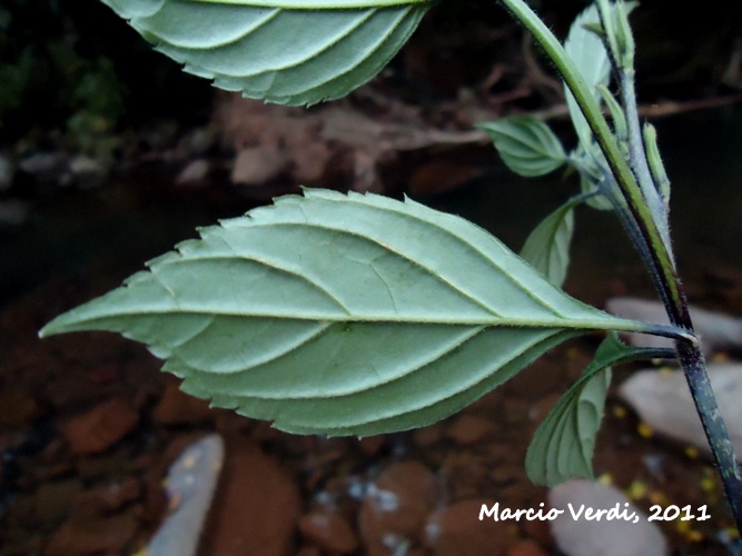 Bouchea fluminensis