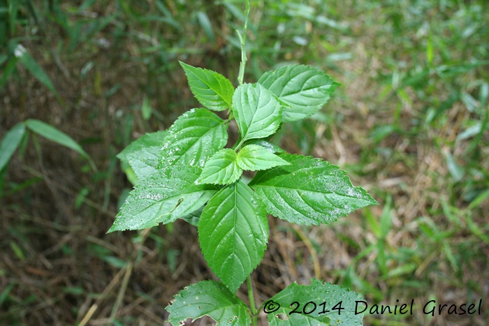 Bouchea fluminensis