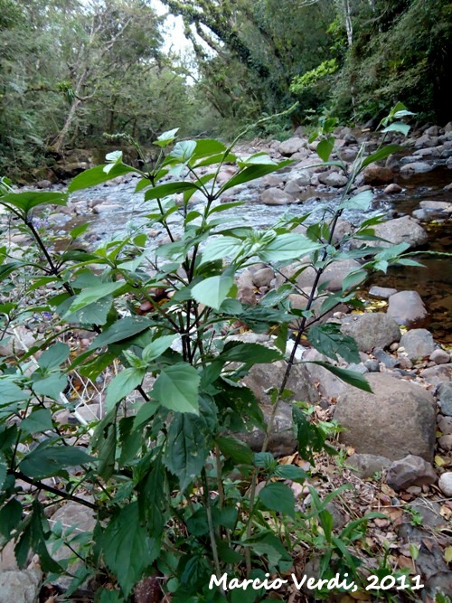 Bouchea fluminensis