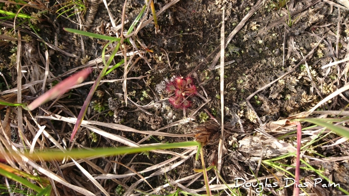 Drosera brevifolia