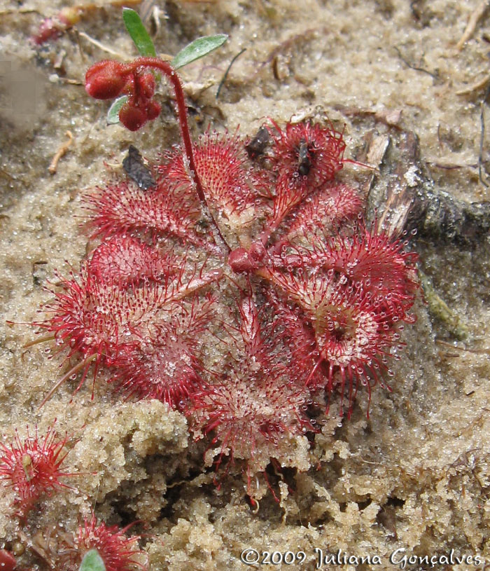 Drosera brevifolia