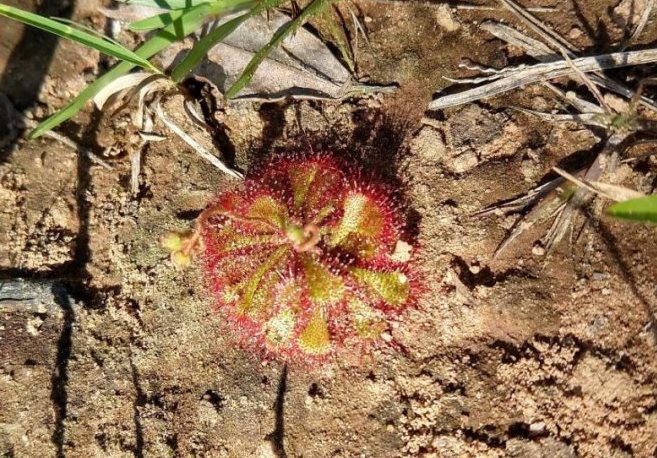 Drosera brevifolia