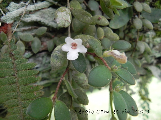 Codonanthe devosiana