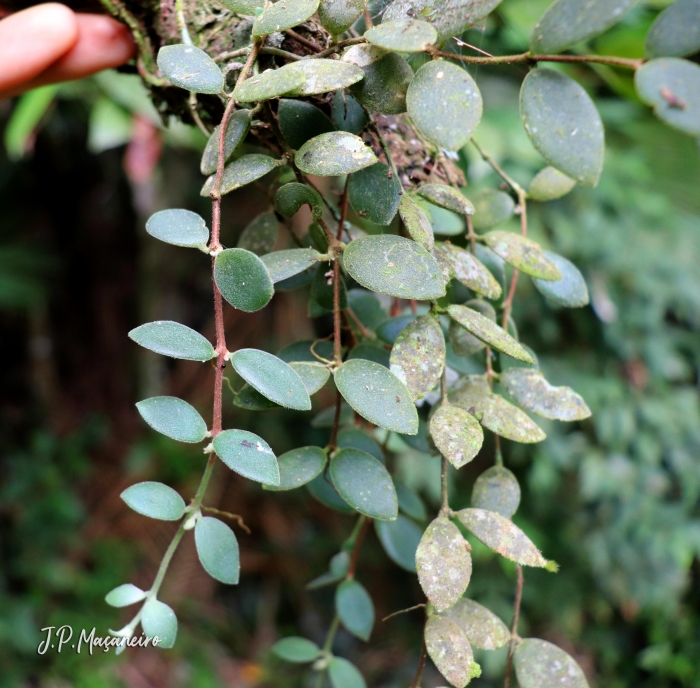 Codonanthe devosiana