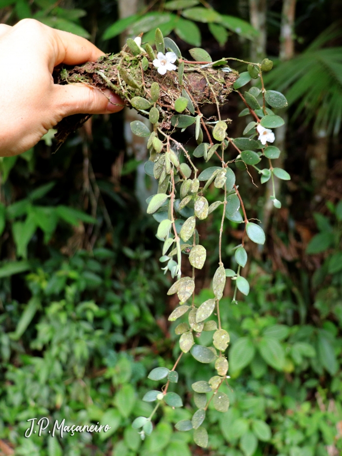 Codonanthe devosiana