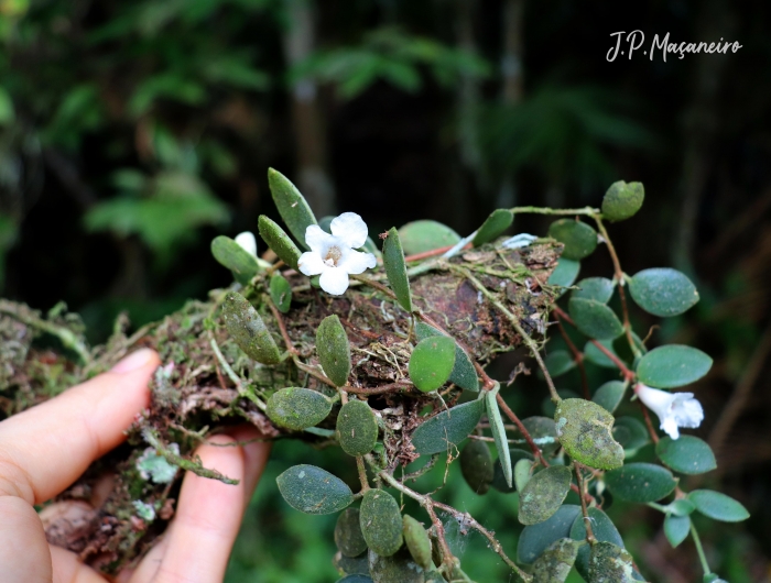 Codonanthe devosiana