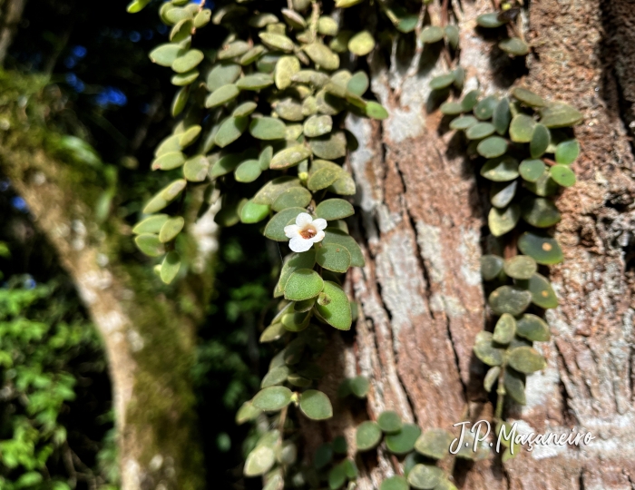 Codonanthe devosiana