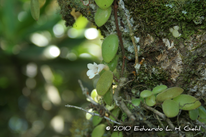 Codonanthe devosiana