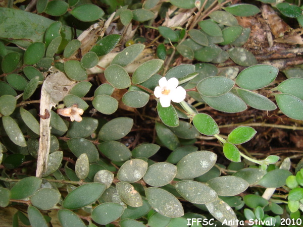 Codonanthe devosiana