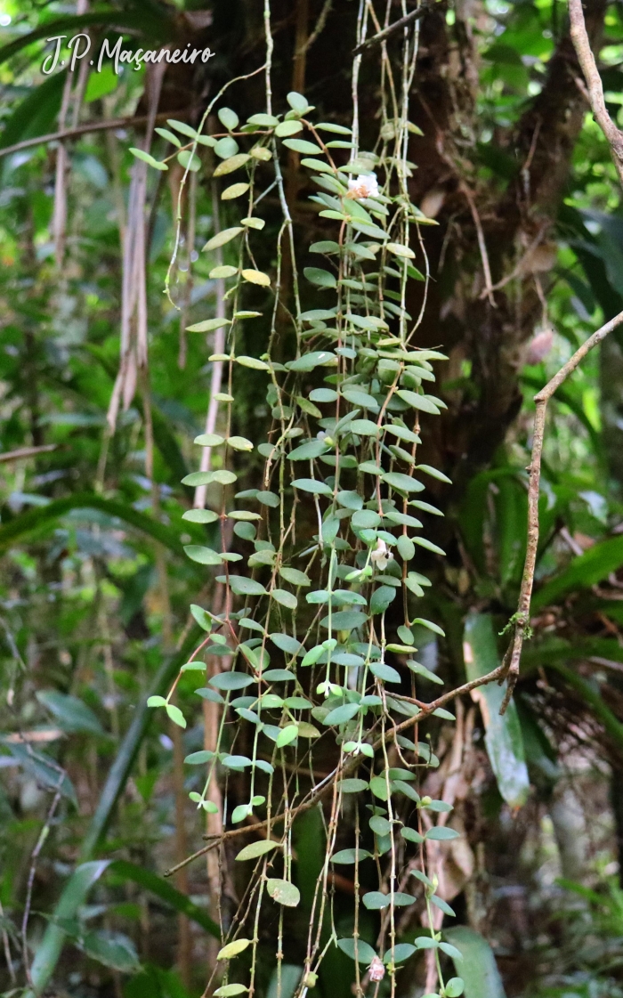 Codonanthe devosiana