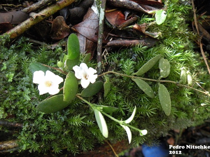 Codonanthe devosiana