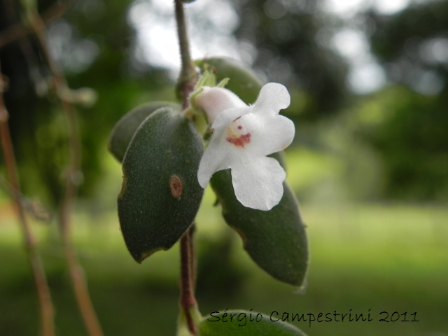 Codonanthe devosiana