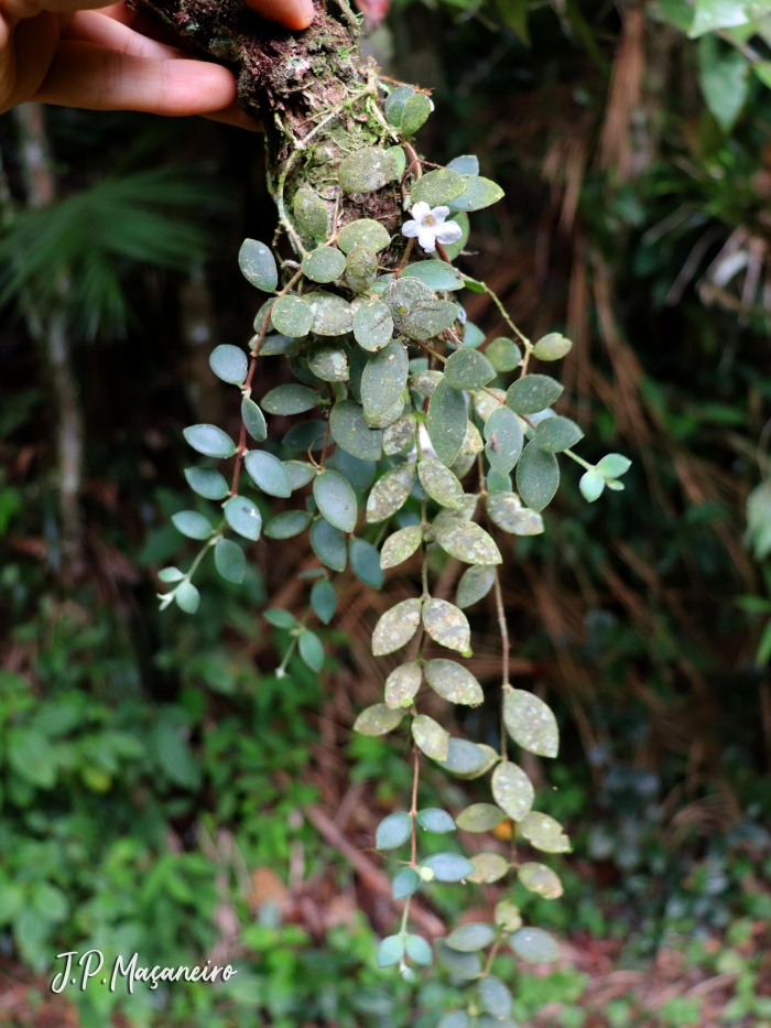 Codonanthe devosiana