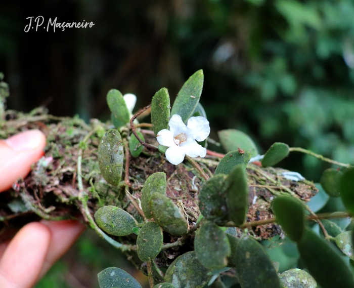 Codonanthe devosiana