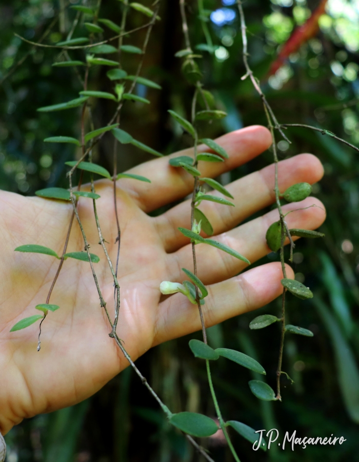 Codonanthe devosiana