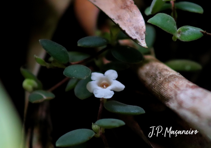 Codonanthe devosiana