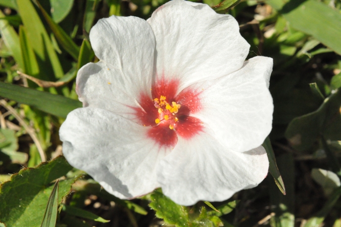 Pavonia glechomoides