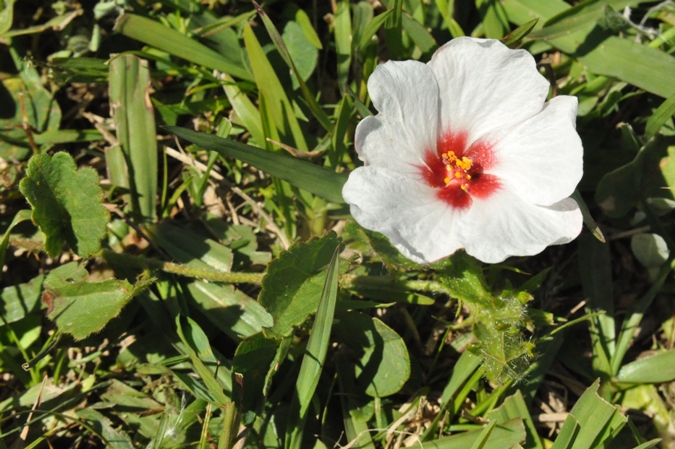 Pavonia glechomoides
