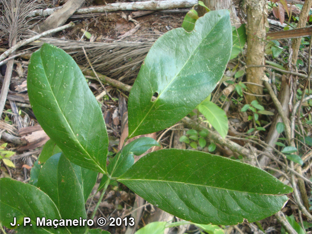 Platymiscium floribundum