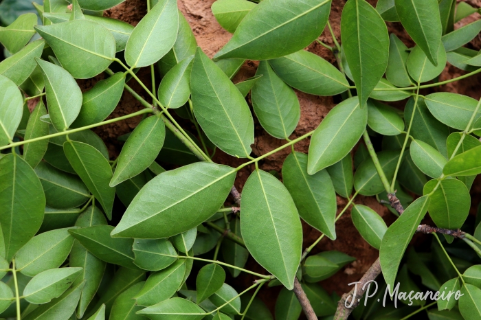 Platymiscium floribundum