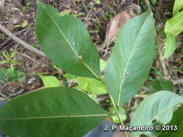 Platymiscium floribundum