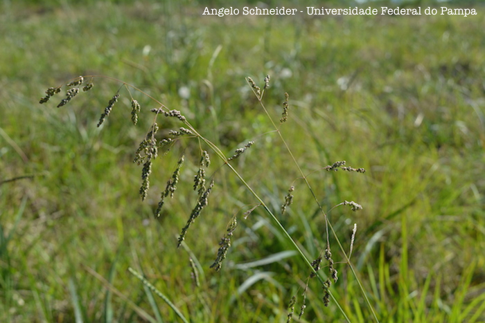 Chascolytrum poomorphum