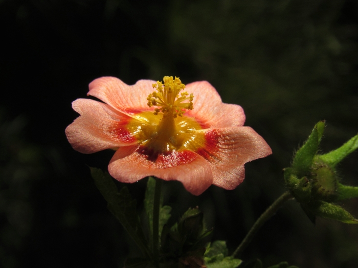 Modiolastrum malvifolium