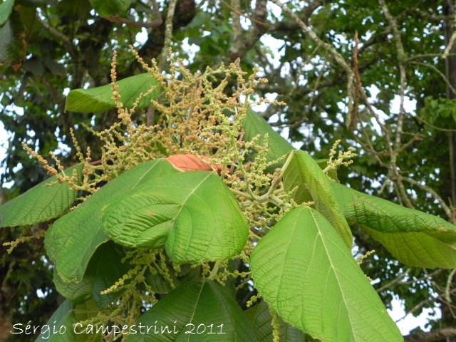 Alchornea glandulosa