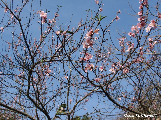 Prunus persica