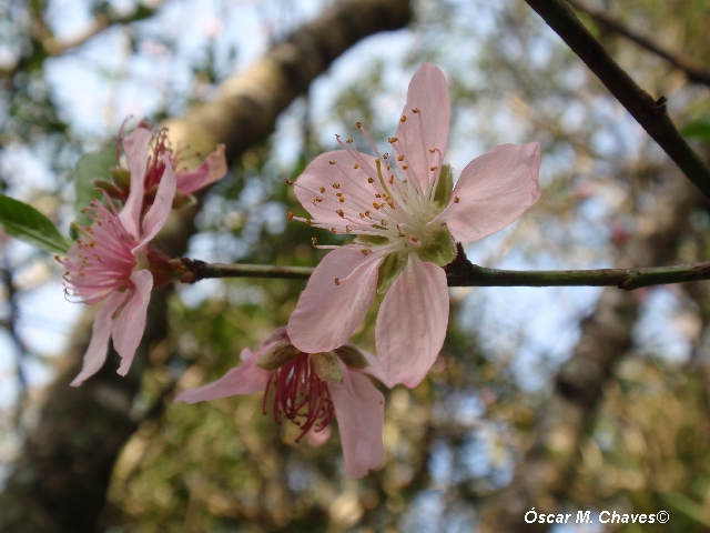 Prunus persica