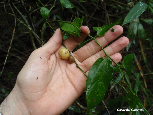 Celtis sp.