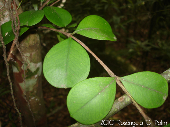 Myrcianthes gigantea