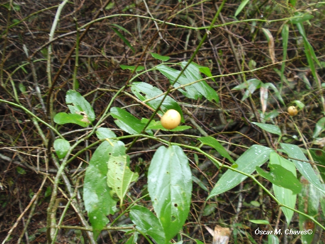 Celtis sp.