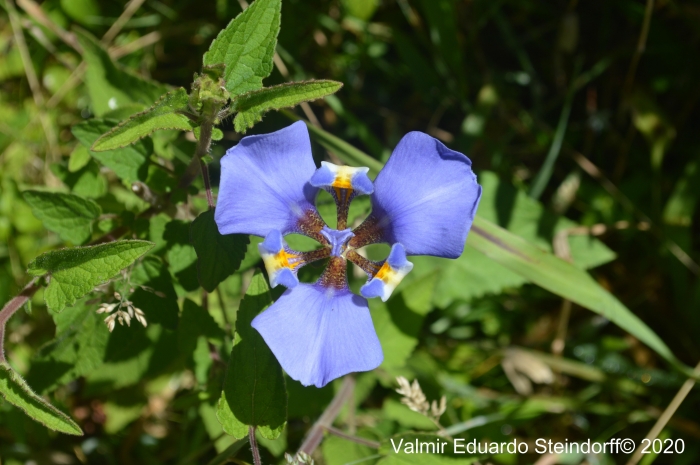 Phalocallis coelestis 