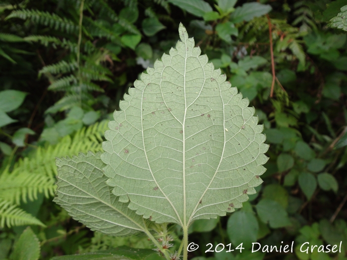 Phenax uliginosus