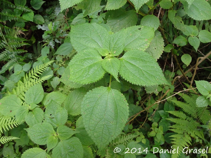 Phenax uliginosus