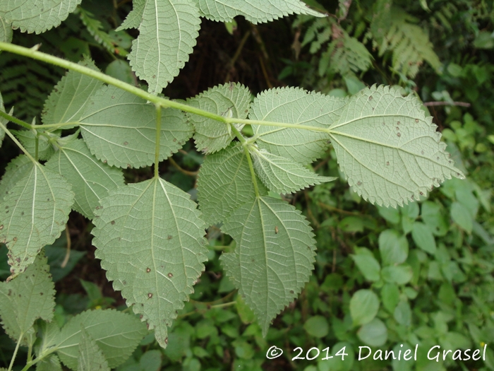 Phenax uliginosus