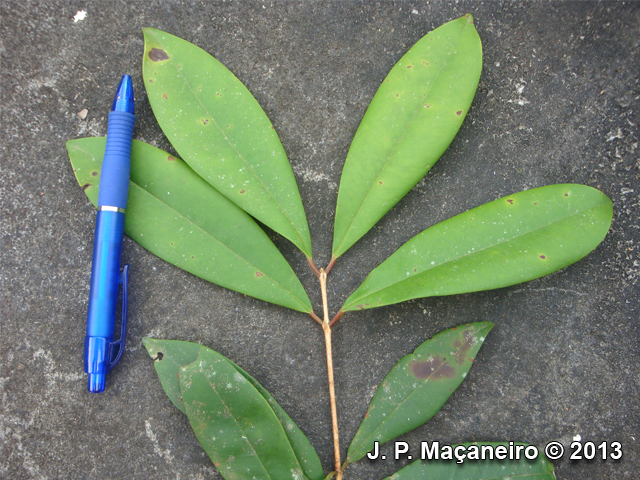 Eugenia multicostata