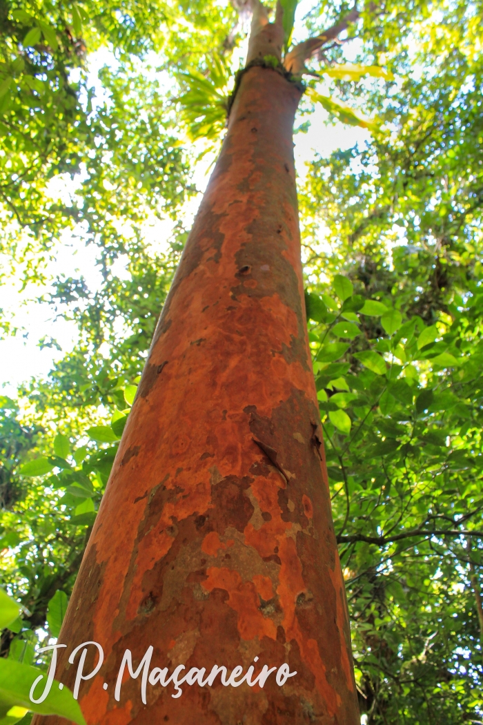 Eugenia multicostata