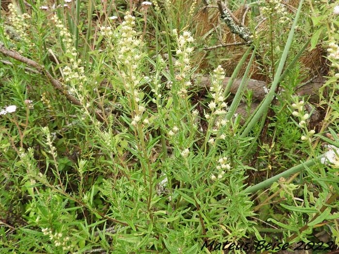 Baccharis megapotamica var. weirii