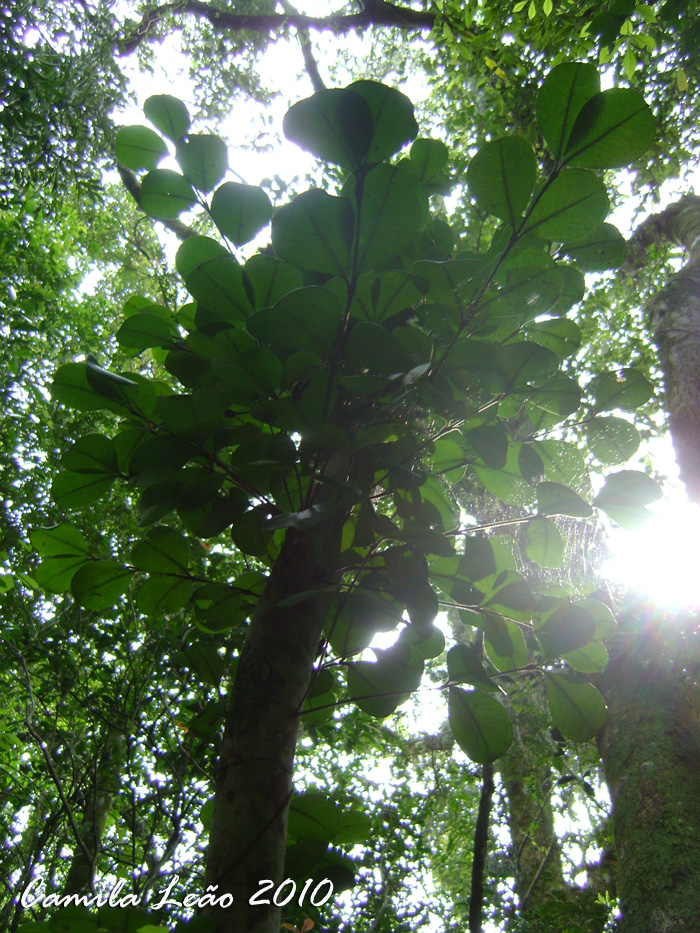 Myrcianthes gigantea