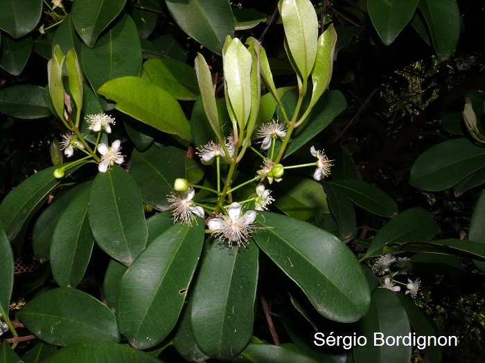 Eugenia multicostata