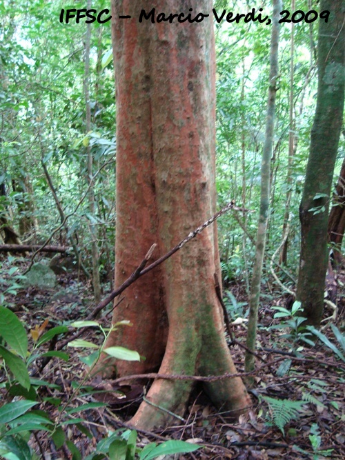 Eugenia multicostata