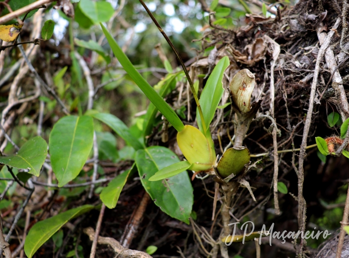 Gomesa flexuosa 