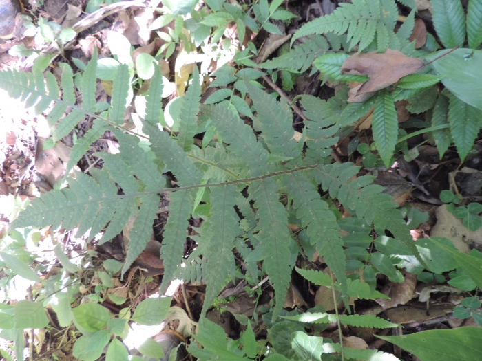 Deparia petersenii (Kunze) M. Kato