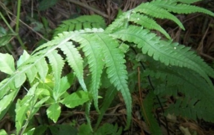Deparia petersenii (Kunze) M. Kato