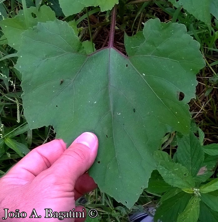 Xanthium strumarium