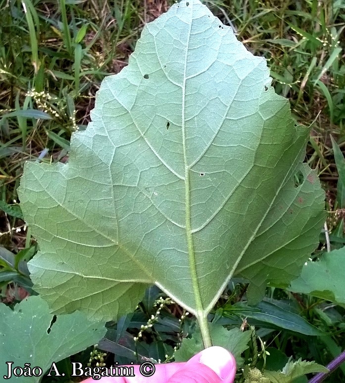 Xanthium strumarium