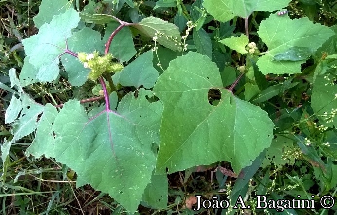 Xanthium strumarium